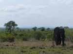 Elefant alone Kruger