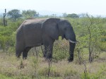 Elefant Kruger Tag 1