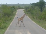 Giraffe on street
