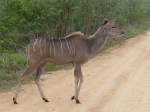 Kudu Kruger