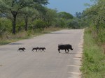 Warzenschwein und Babys Kruger