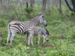 Zebra Kruger