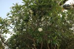 frangipani