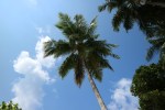 palmtree5