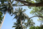 palmtrees1