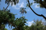 palmtrees3