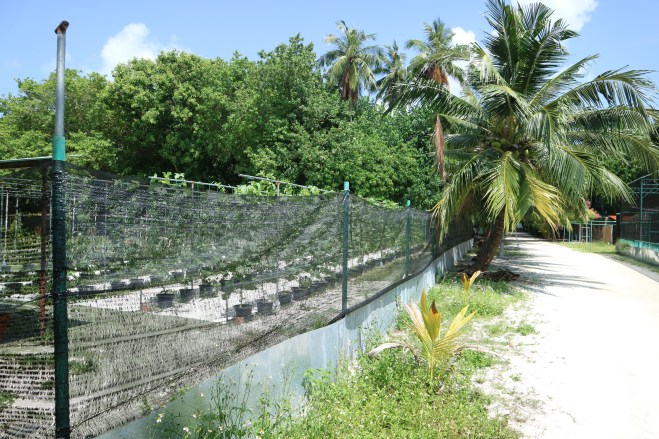 plantage1