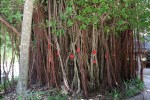tree1